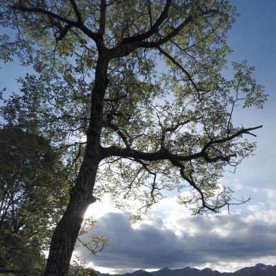 lavanda_baum_berge